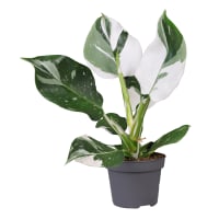 Illustration av Philodendron vitbr