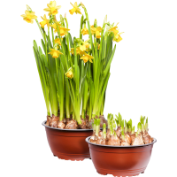 Illustration av Påsklilja i skål