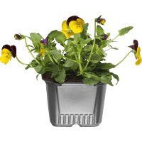 Illustration av Pensé småblommig