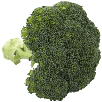 Illustration av Broccoli