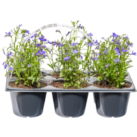 Illustration av Lobelia erinus kant blå 6-pack