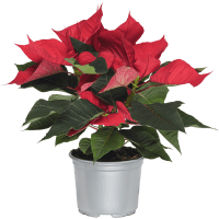 Illustration av Julstjärna