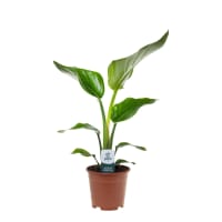 Illustration av Strelitzia