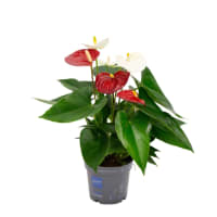 Illustration av Anthurium Röd