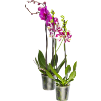 Illustration av Brudorkidé