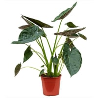 Illustration av Stora gröna växter