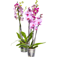 Illustration av Brudorkidé