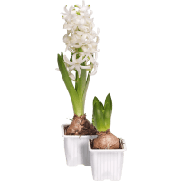 Illustration av Hyacint blå