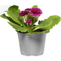 Illustration av Jordviva dubbelbl