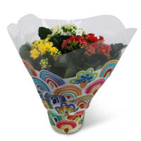 Illustration av Kalanchoe Rainbow 13cm x8