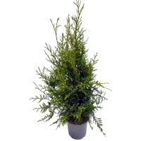 Illustration av Thuja Brabant 19 cm SE x1