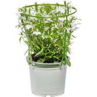 Illustration av Lobelia vit 12 cm