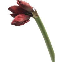Illustration av Amaryllis singel 1-p 80cm röd