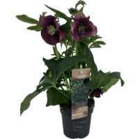 Illustration av Julros