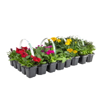 Illustration av Sommarplantor 6-pack