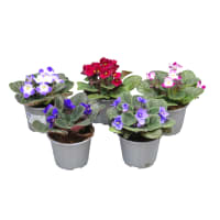 Illustration av Saintpaulia 105cm