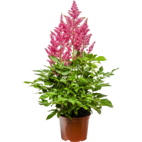Illustration av Astilbe