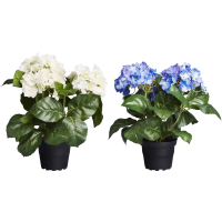 Illustration av Hortensia 2-3 grenar
