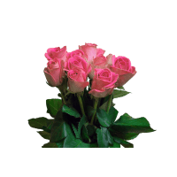 Illustration av Rosor 10-pack