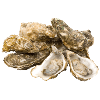 Illustration av Ostron Fine de Clair