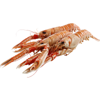 Illustration av Färska havskräftor