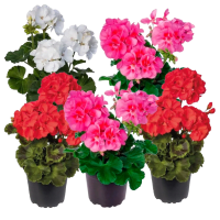 Illustration av Pelargoner Zonale
