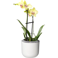 Illustration av Phal orkidé 2-