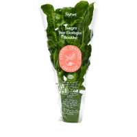 Illustration av Basilika Ekologisk