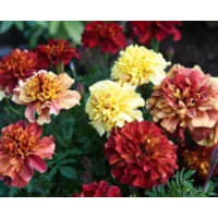 Illustration av Tagetes 105 cm