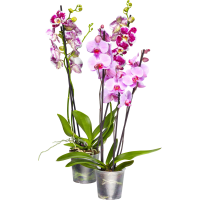 Illustration av Brudorkidé