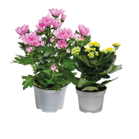Illustration av Kalanchoe, Krysantemum