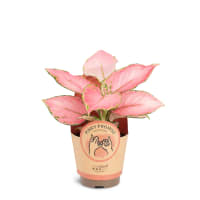 Illustration av Silverkalla 'Pink Promise'