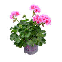 Illustration av Årets pelargon