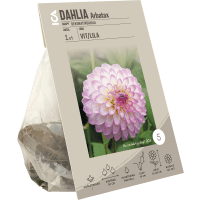 Illustration av Dahlia Arbatax