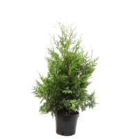 Illustration av Thuja 23 cm x1