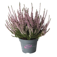 Illustration av Ljung Calluna rosa 10,5 cm x8