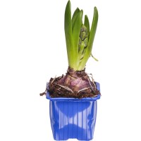 Illustration av Hyacint blå 1-p