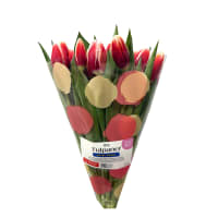 Illustration av Tulpaner12 p FS GH