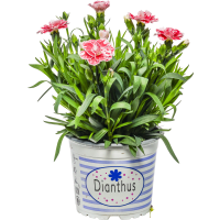 Illustration av Trädgårdsnejlika special 12 cm x10