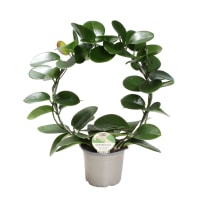 Illustration av Porslinsblomma Båge 12cm 35cm x10