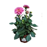 Illustration av Dahlia 13cm