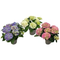 Illustration av Hortensia 3-4gr 10