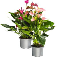 Illustration av Anthurium