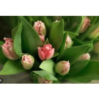 Illustration av Tulpaner 10 p