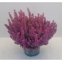 Illustration av Ljung Erica Beauty Queen 17 cm
