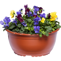 Illustration av Penséskål rainbow 23cm