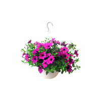 Illustration av Hängpetunia ampel