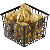 Illustration av Physalis