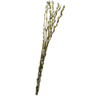 Illustration av Videkviar, trollpil