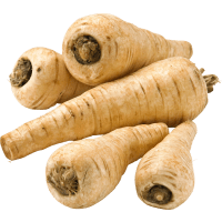 Illustration av Palsternacka